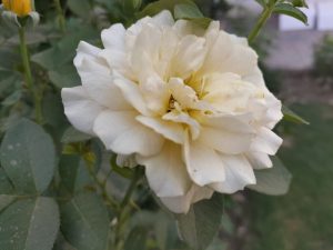 White Rose
