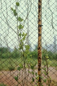 View larger photo: Fresh green leaves entangled into net