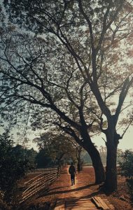 A tree signature with nature 