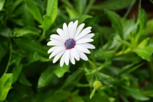 A white Dimorphotheca ecklonis flower, also called Cape marguerite or African daisy, photographed in Split, Croatia.