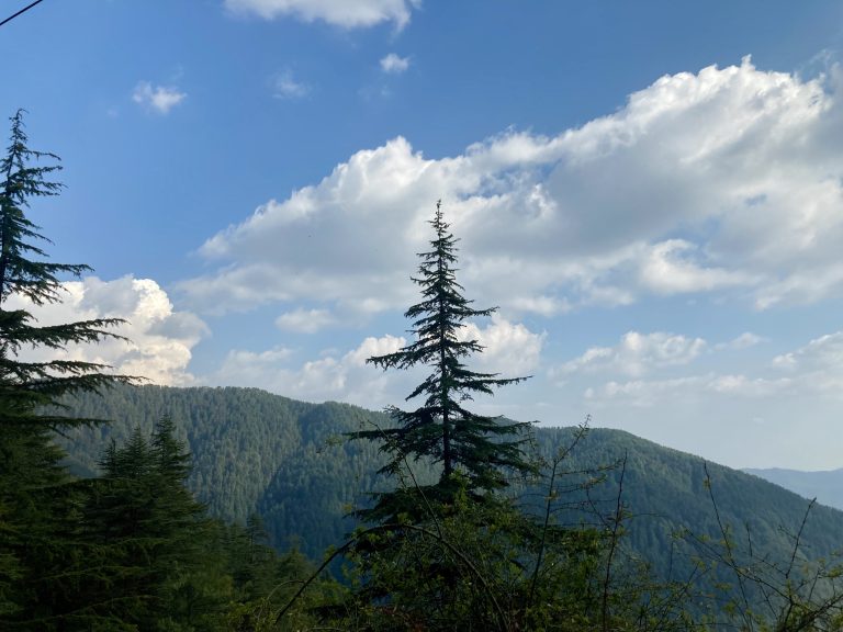 A mountain peak covered with green pine trees.