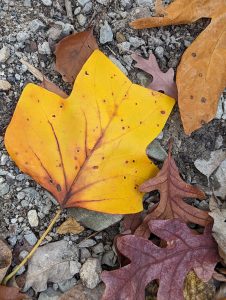 Yellow, orange and brown leaves on ground 