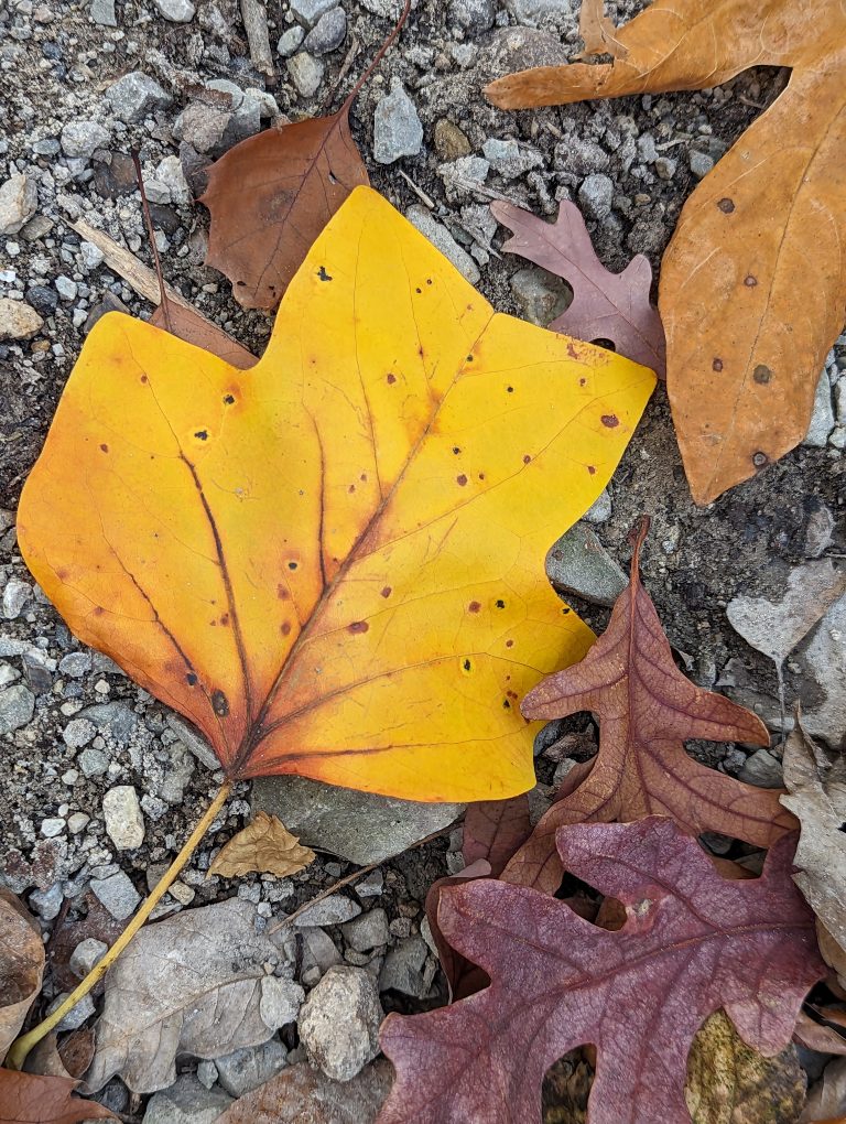 Yellow, orange and brown leaves on ground