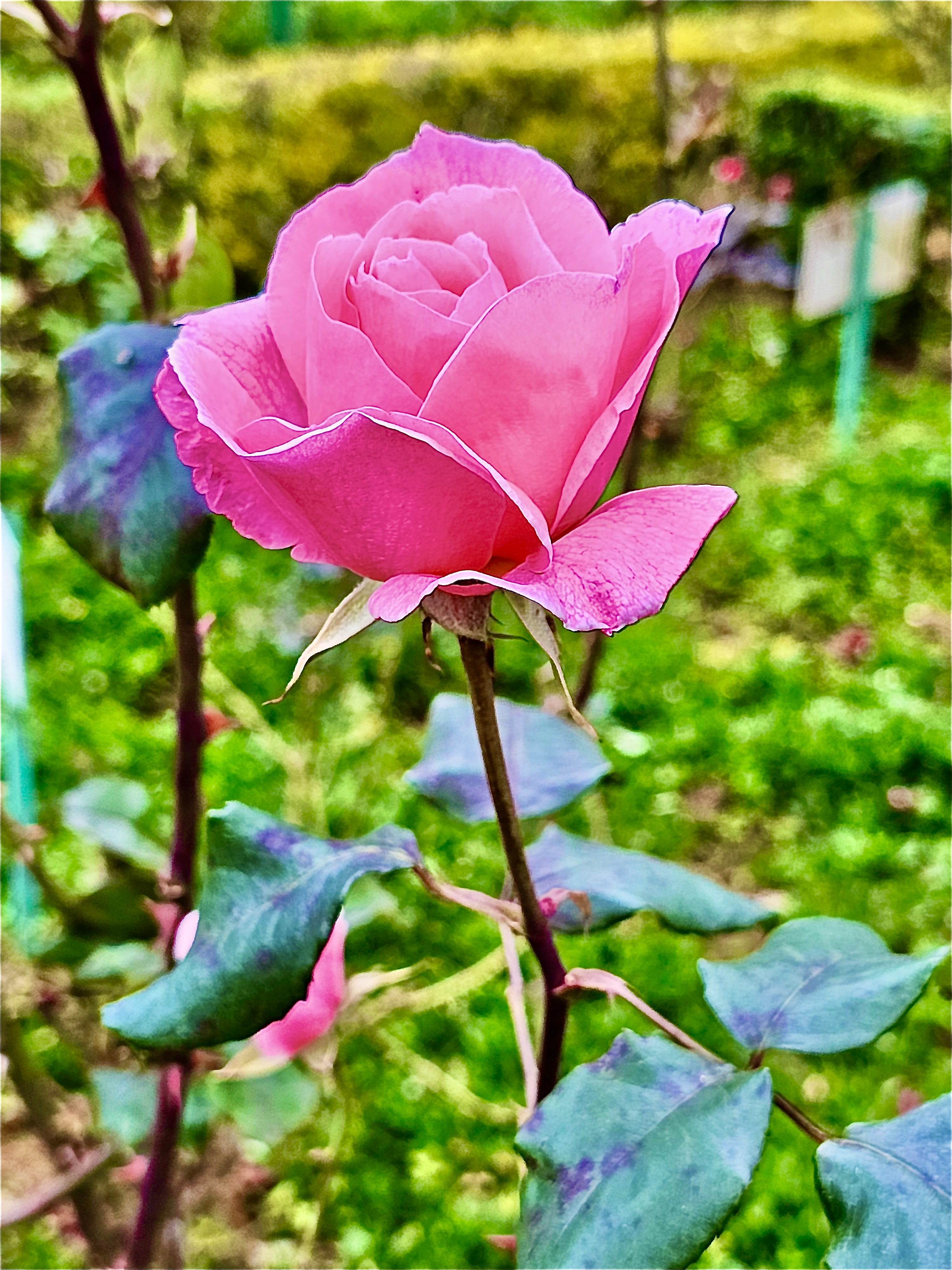 A rose flower from Rose Garden, Ooty 