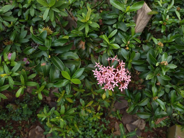 Ixora chinensis, also known as Chinese ixora or jungle geranium. Bloomed in Pink color