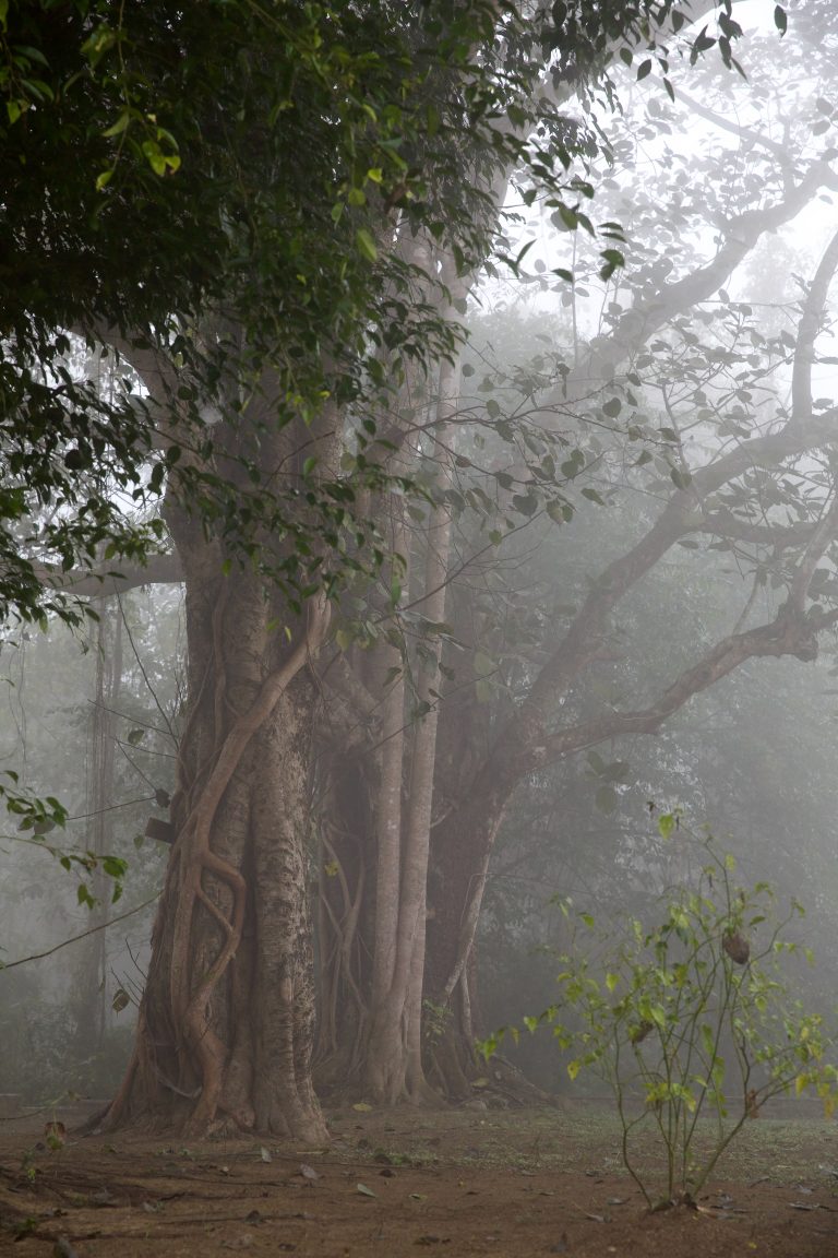 Early morning winter fog