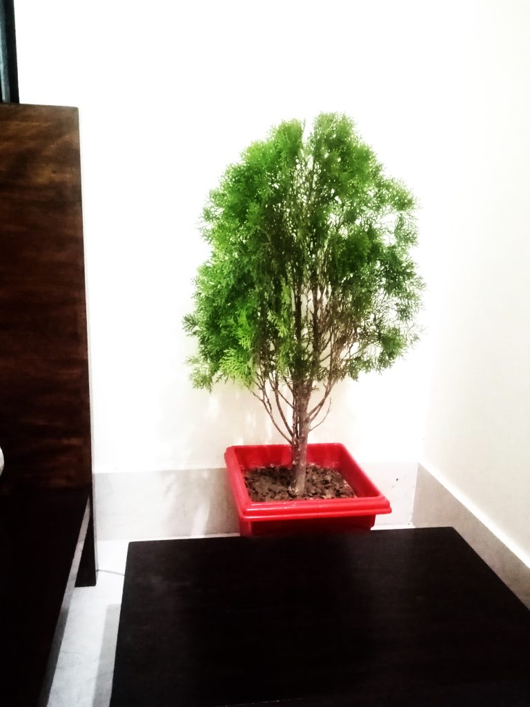 Evergreen Thuja plant/White-cedar nurtured in indoor.