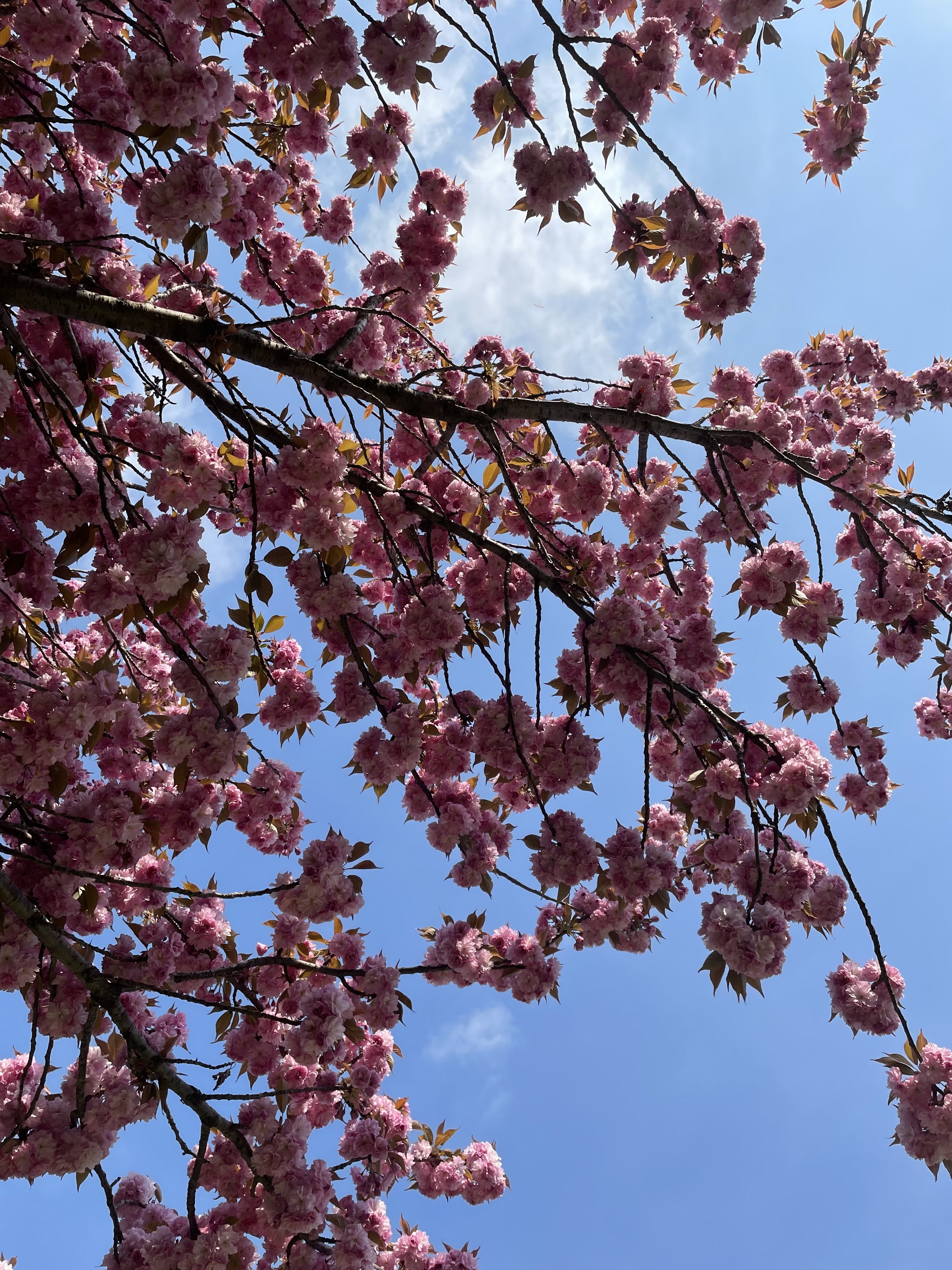 Pink petals