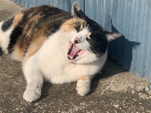 　Cat yawning