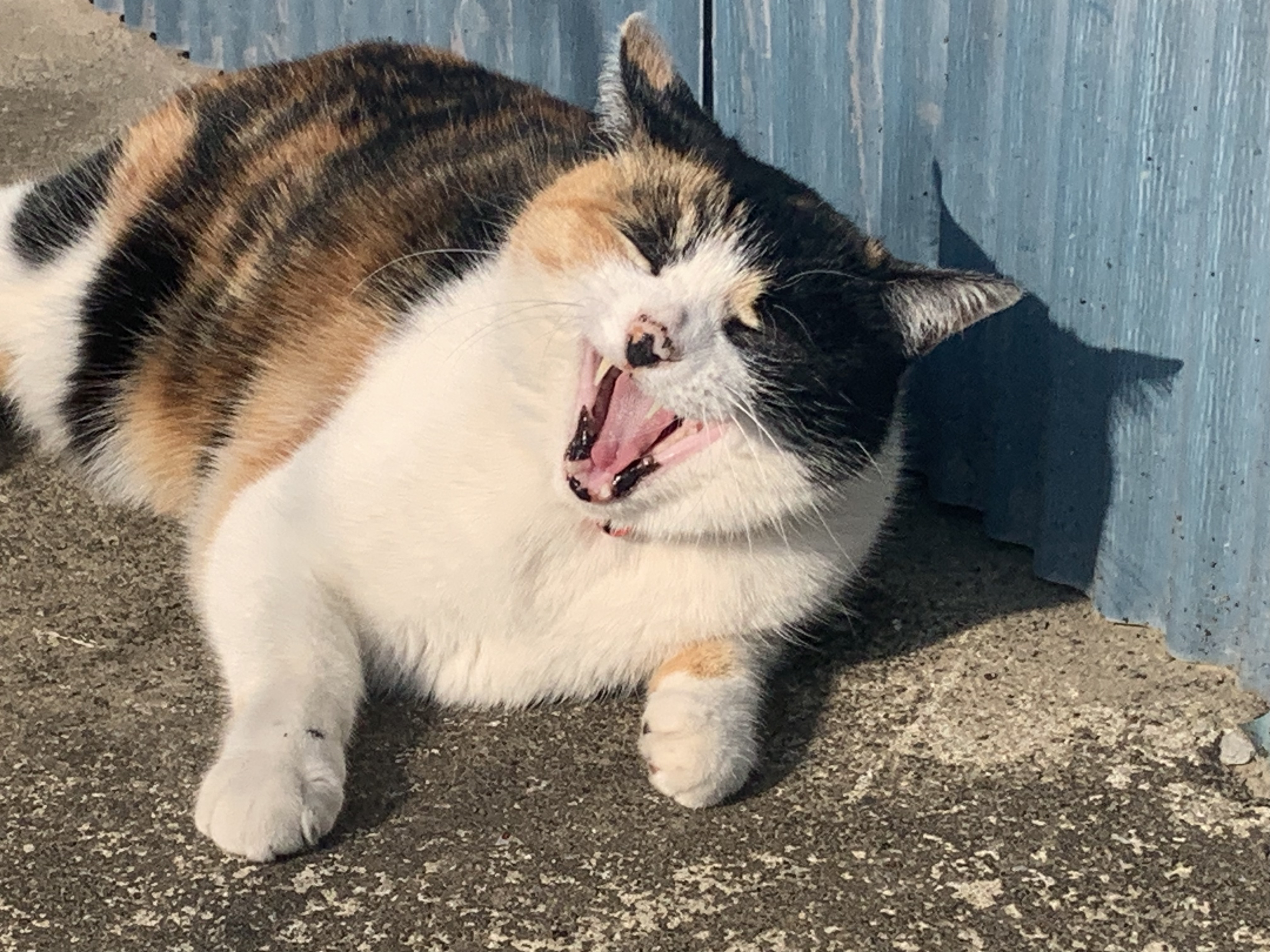 Cat yawning