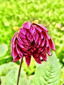 The nascent bud of a Dahlia flower.