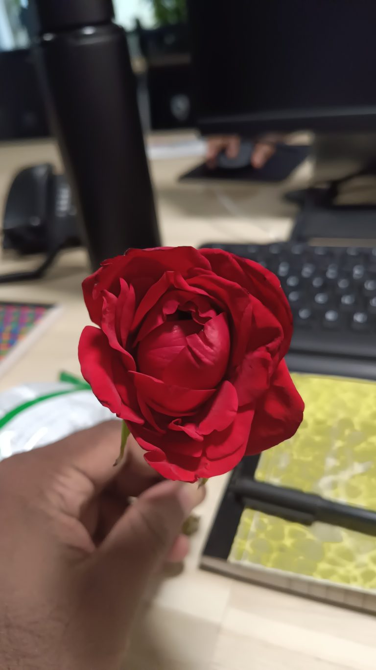 Close-up view of a beautiful red rose.