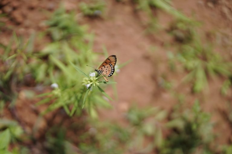 Butterfly sitting on flower