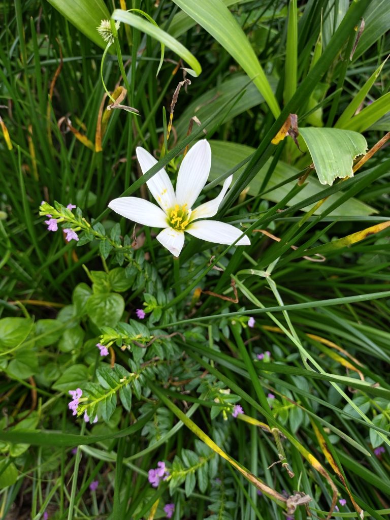 Zephyranthes candida, with common names that include autumn zephyrlily, white windflower, white rain lily, and Peruvian swamp lily, is a species of rain lily native to South America including Argentina, Uruguay, Paraguay, and Brazil.