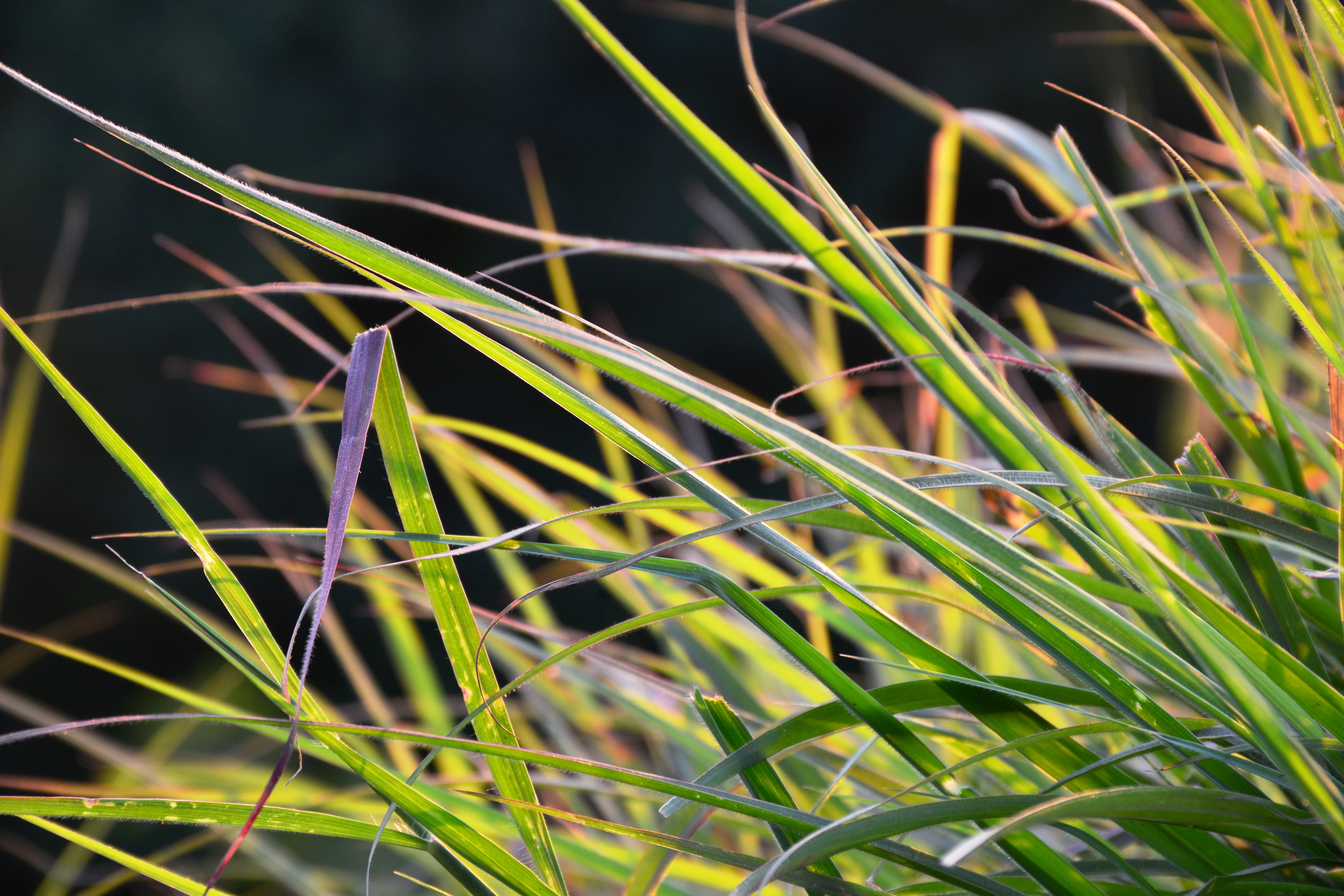 Grasses shining in Sunset. From Kodagu/Coorg, Karnataka.