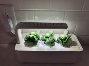 basil growing in smart garden