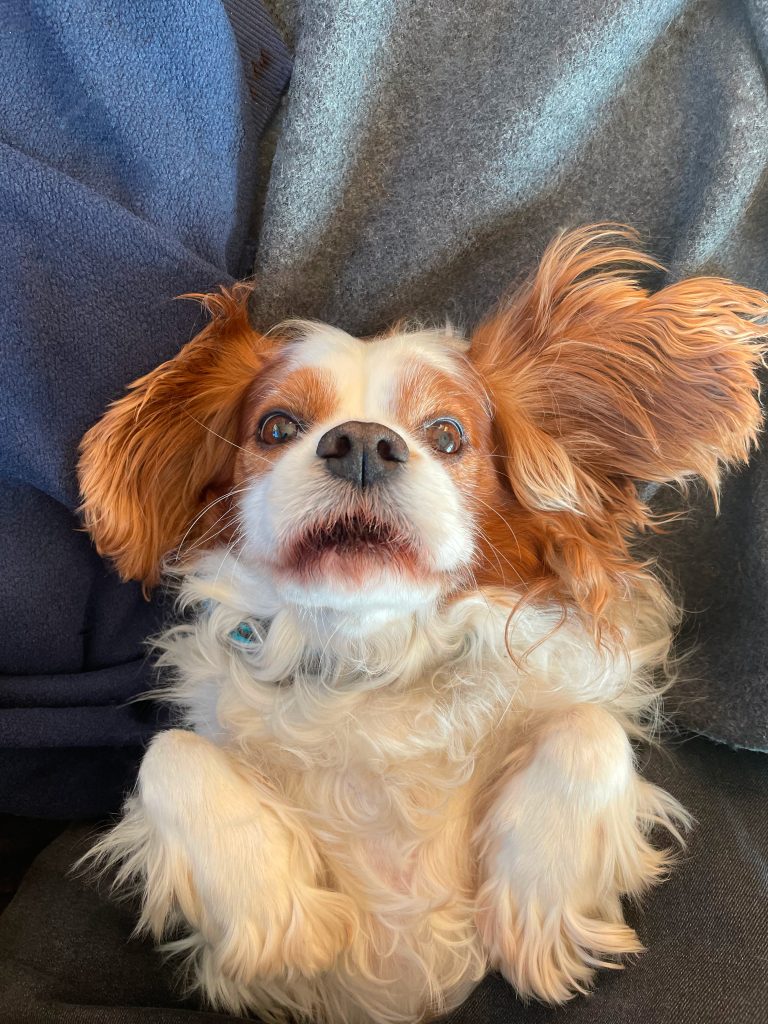 A small white and tan dog (cavalier king charles spaniel) with fluffy ears lying on its back, looking up at the camera with an expressive face, against a backdrop of blue and grey blankets.