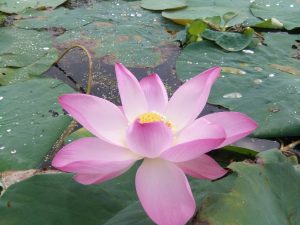 A Water Lotus Pond
