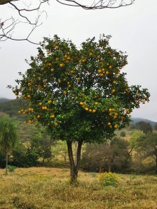 View larger photo: Lemon tree in paraguay