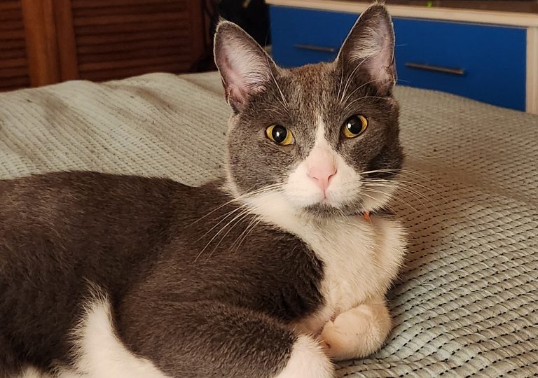 Un gato gris con blanco acostado en un cama