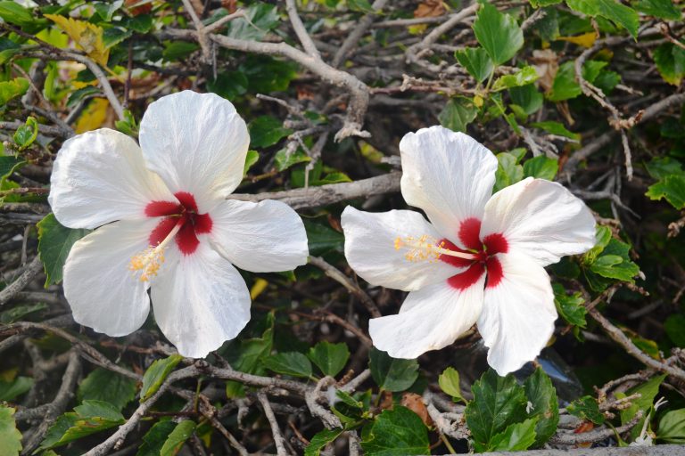 Twin white hibiscus flowers from Tenerife, Spain