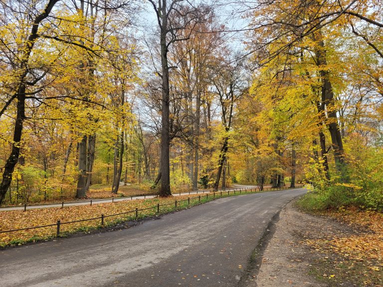 A forest during autumn in Munich, Germany