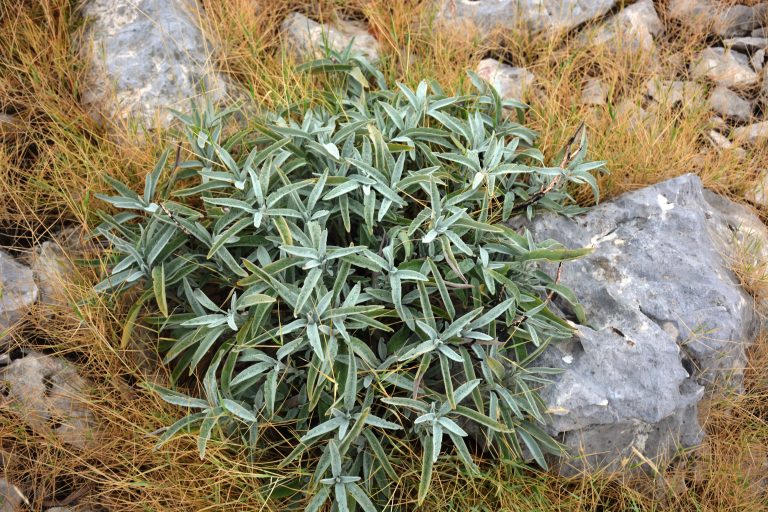 Salvia plants bordered by grasses and stones. From Perun mountains, Split, Croatia.