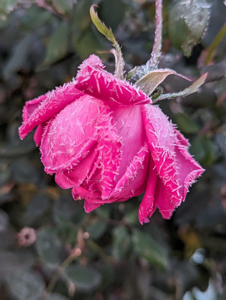 Frosty flakes of frost on a pink rose that is hanging down on the stem