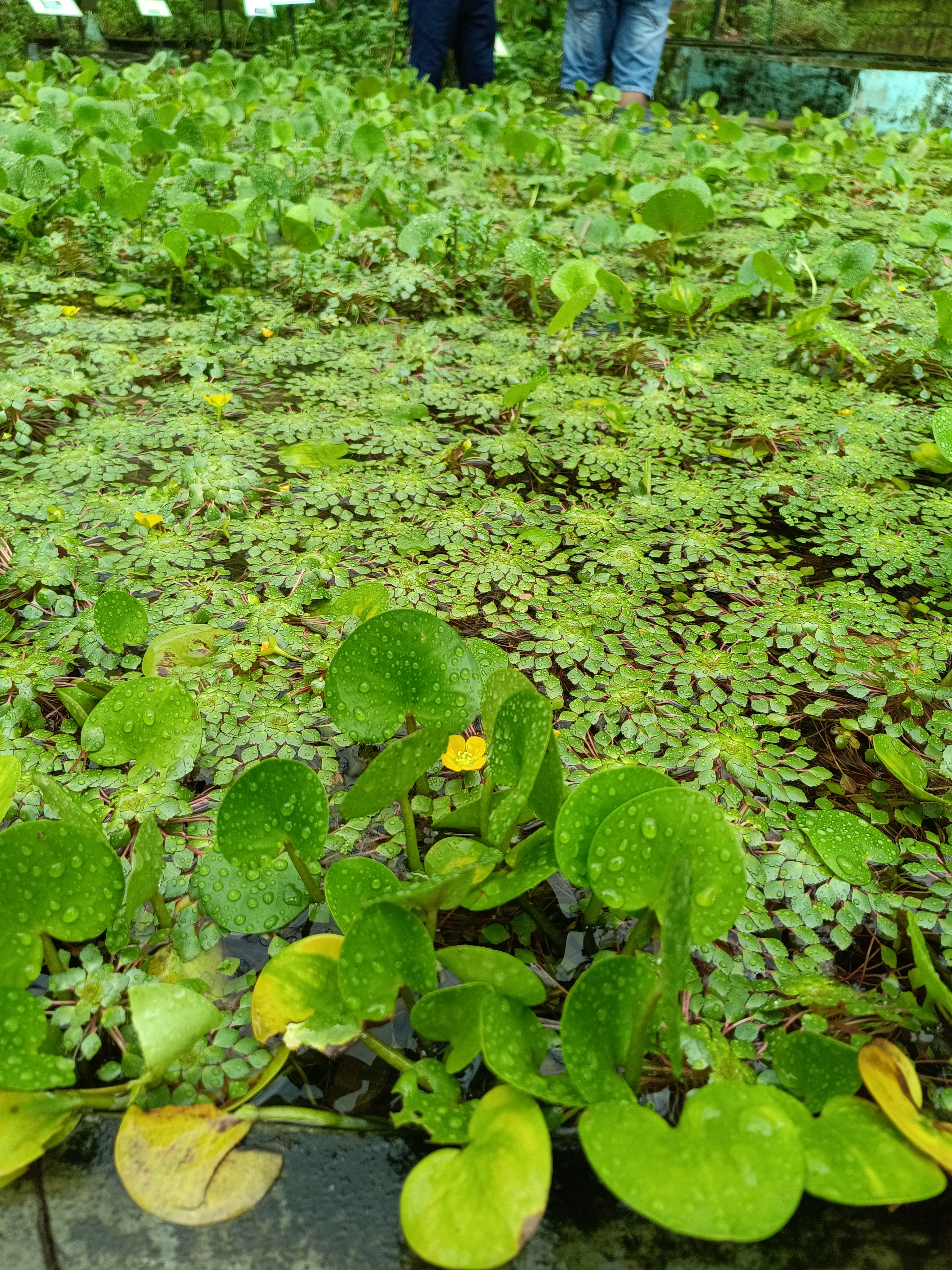 A bunch of Hydrocharis morsus-ranae plants on a water field.