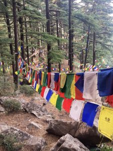 Tibetan flags in the forest of Dharamshala, India
