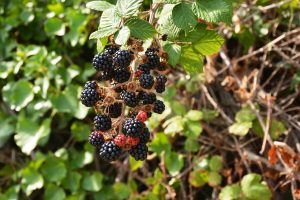 Blackberries dangling from the branches of a blackberry plant.