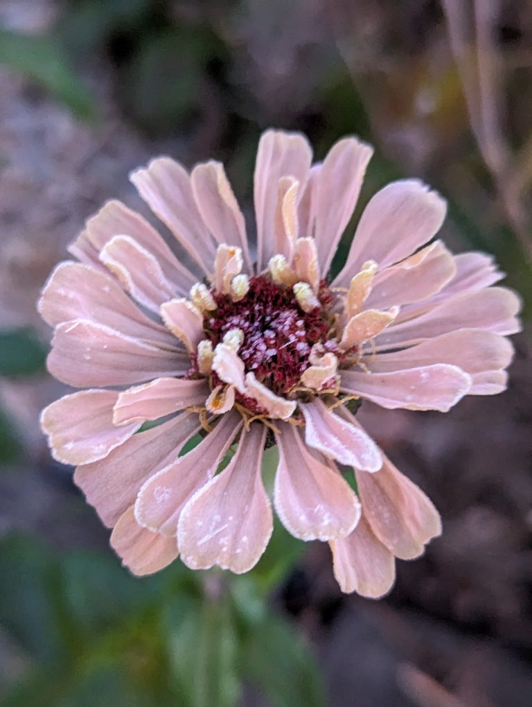 A frozen pink zinnia with some of the petals sticking up