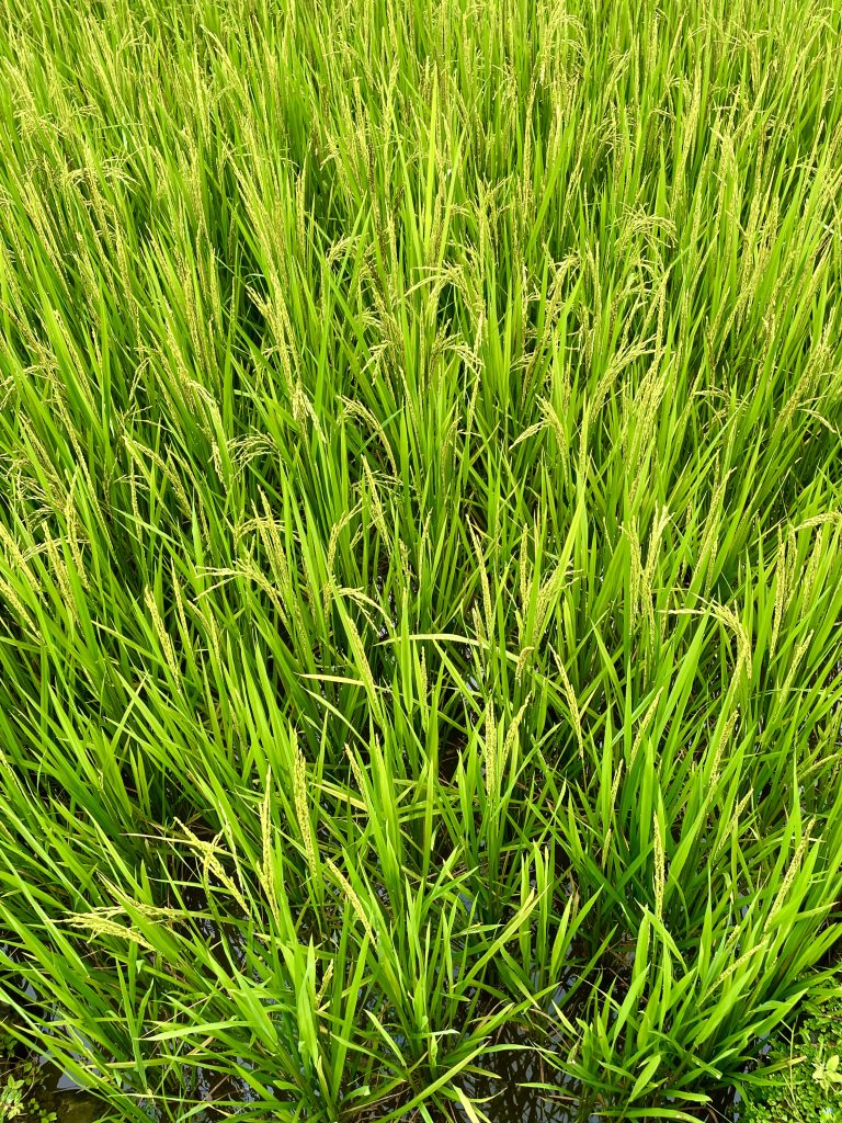 Up-close perspective of rice plants