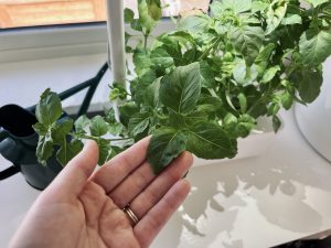 growing basil indoors as a house plant in a smart garden