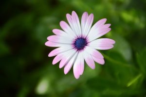 White and pink Dimorphotheca ecklonis flower. It is also known as Cape marguerite, African daisy, Van Staden's river daisy, Sundays river daisy, white daisy bush, blue-and-white daisy bush, star of the veldt. From Split, Croatia.