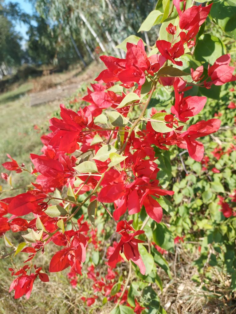 bougainvillea flowers