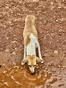 Top view of a street dog drinking the water of Souparnika river, Kollur, Karnataka.