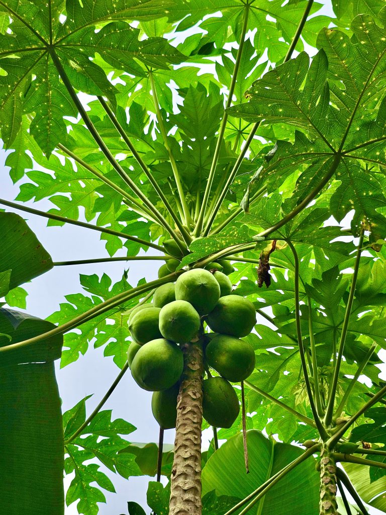 A papaya tree with tender fruits. From Nilambur, Malappuram, Kerala.