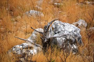 Driftwood from a tree found in the Perun Mountains, Split, Croatia.