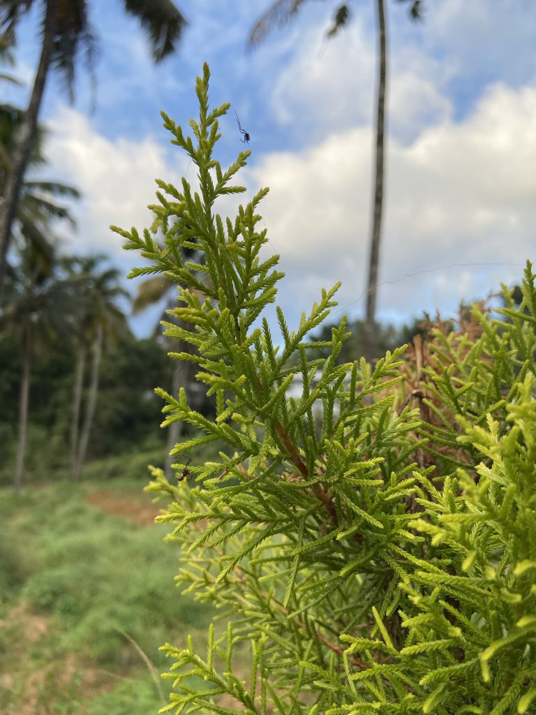 A branch of a Bermuda cedar plant.