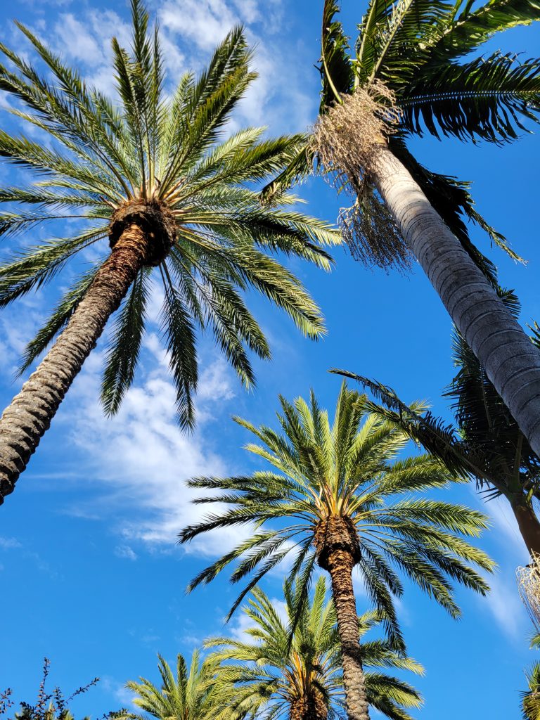 Palm trees under a clear blue sky.