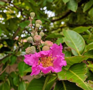 Queen's Crape Myrtle (Murutha) Tree with its flower and buds. 