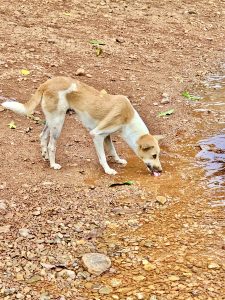 A street dog drinking the water of Souparnika river, Kollur, Karnataka.