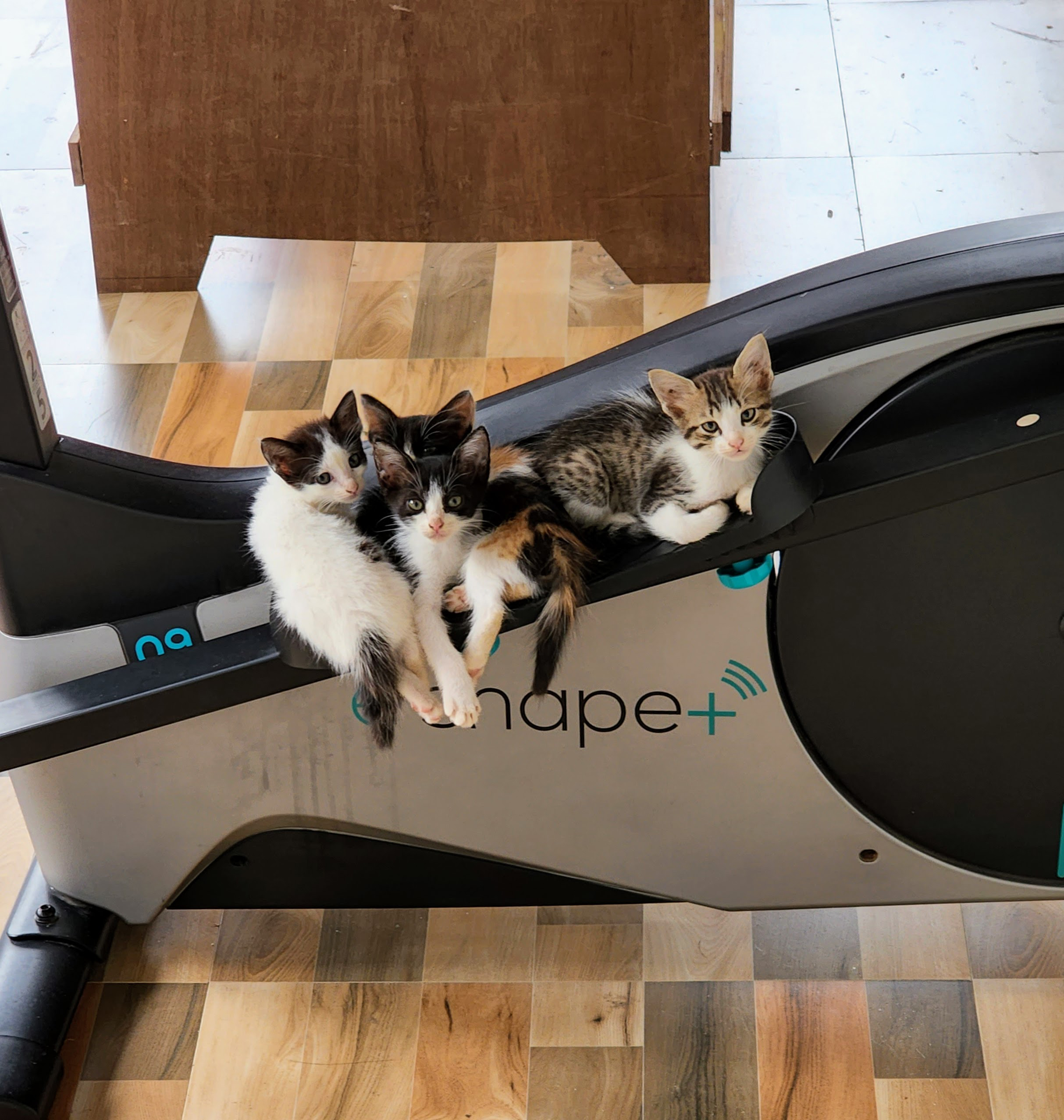 Kittens resting on an elliptical machine. 