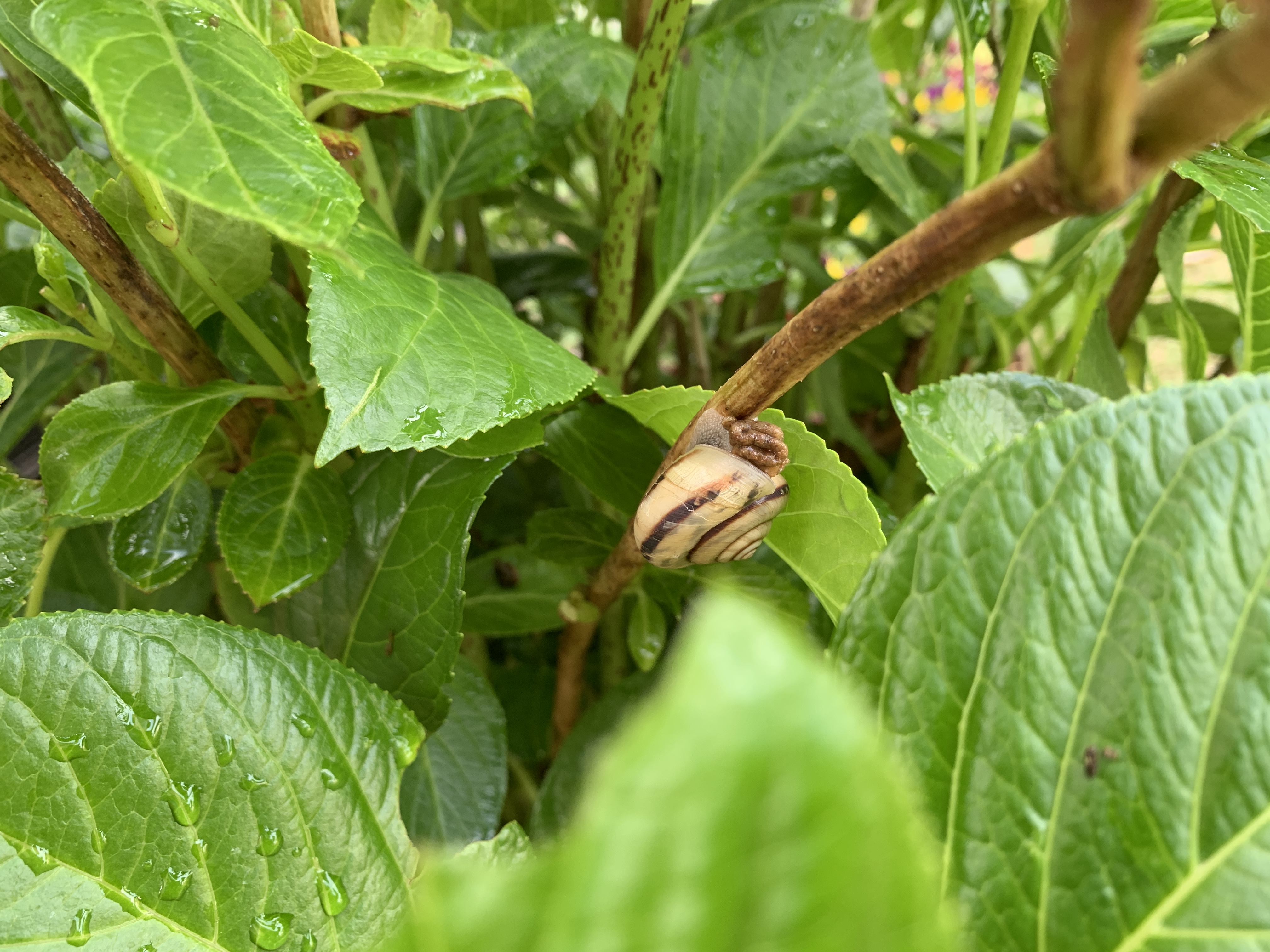 snail