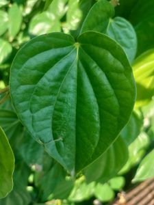 betel leaf
