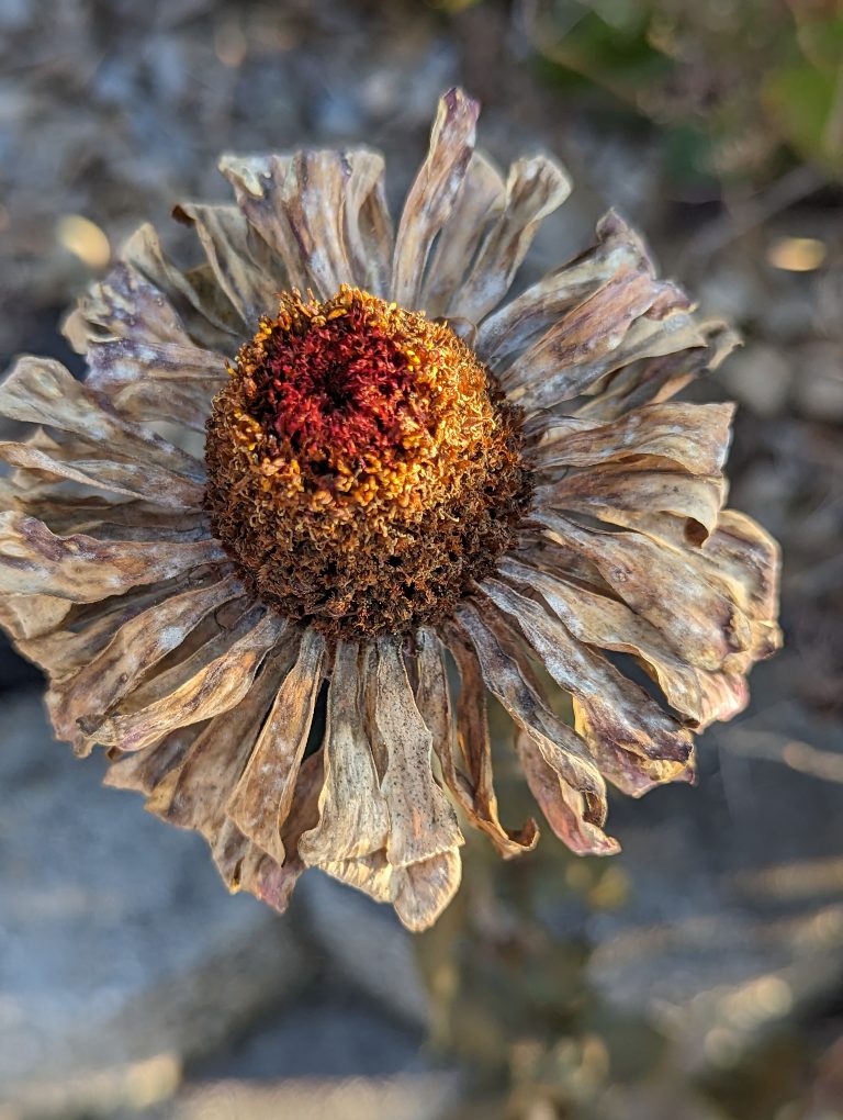 A super-wilted zinnia flower, with brown petals and a little yellow left in the crown.