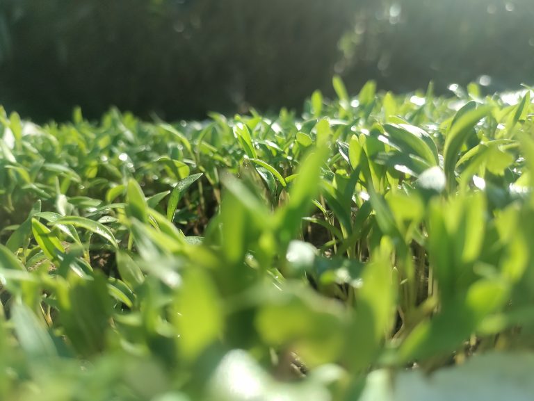 Coriander plants