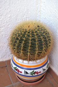 A Cactuses plant in a ceramic pot. From Almeria, Spain.