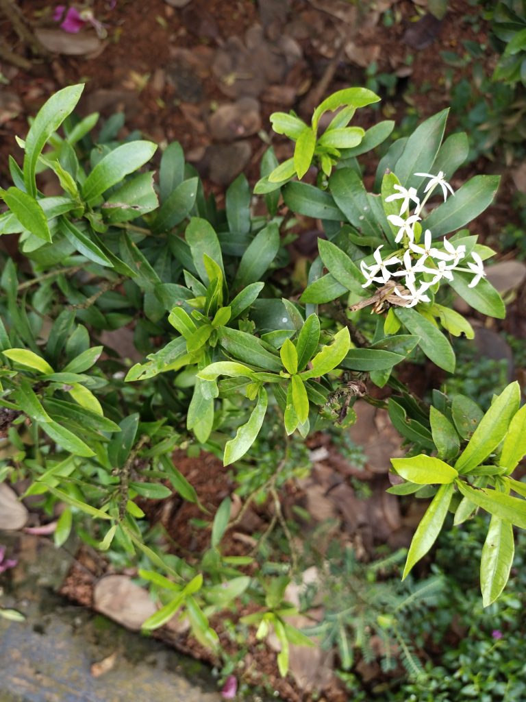 Ixora chinensis, also known as Chinese ixora or jungle geranium.